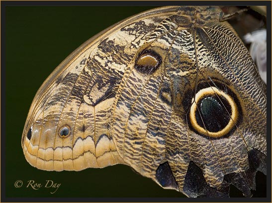 Butterfly (Caligo atrius) wing detail